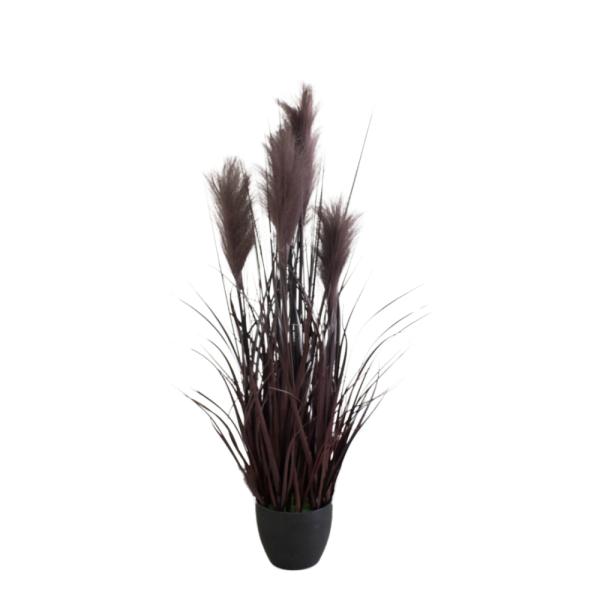 PLANTA NEGRO VINO