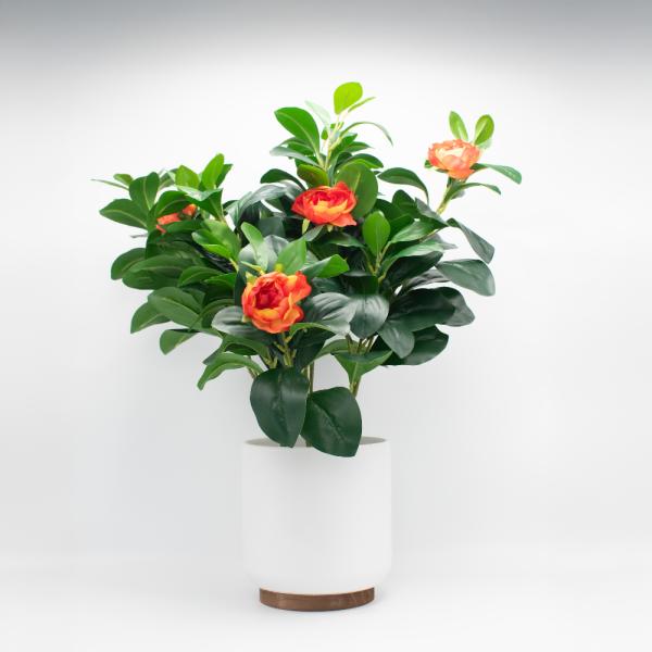 CAMELIA NARANJAS CON MACETAS CERAMICA BLANCO