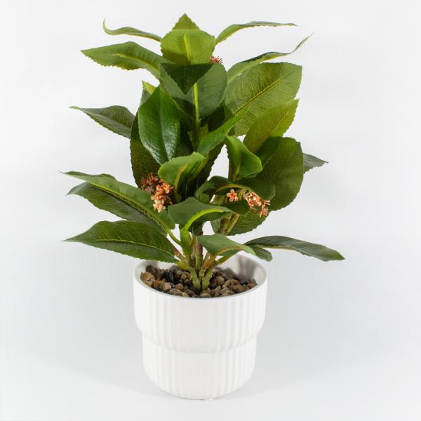 PLANTA DE CAFE CON FLOR VERDE