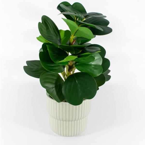 PEPEROMIA OBTUSIFOLIA 10X25CM VERDE