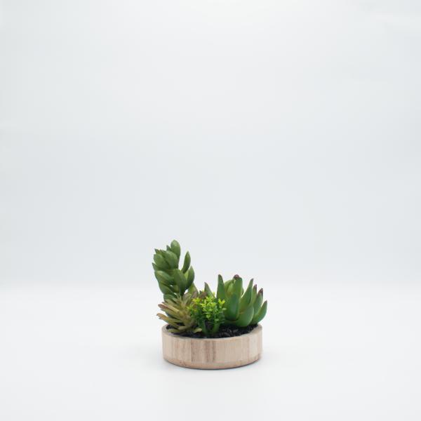 TERRARIO SUCULENTAS. MADERA VERDE