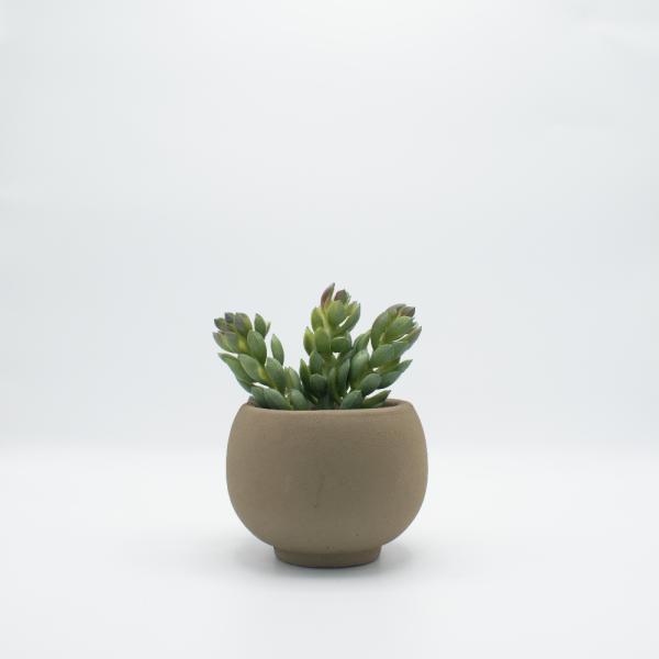 SUCULENTA Y BOTE BEIGE