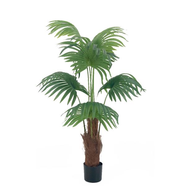 PALMERA DE LIVISTONA 140CM VERDE