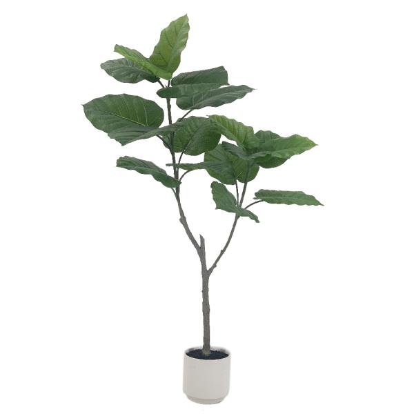 FICUS UMBELLATA 135CM BLANCA