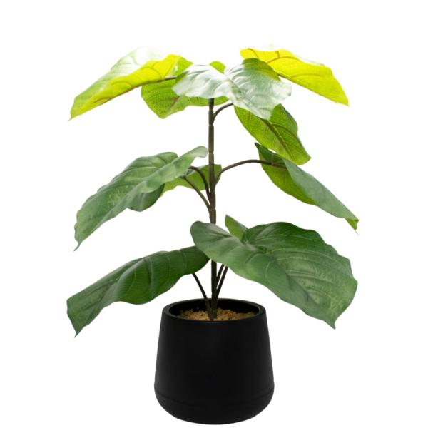 FICUS UMBELLATA. MACETA PLASTICA NEGRA
