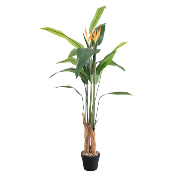 AVE DEL PARAISO. 160CM NARANJA